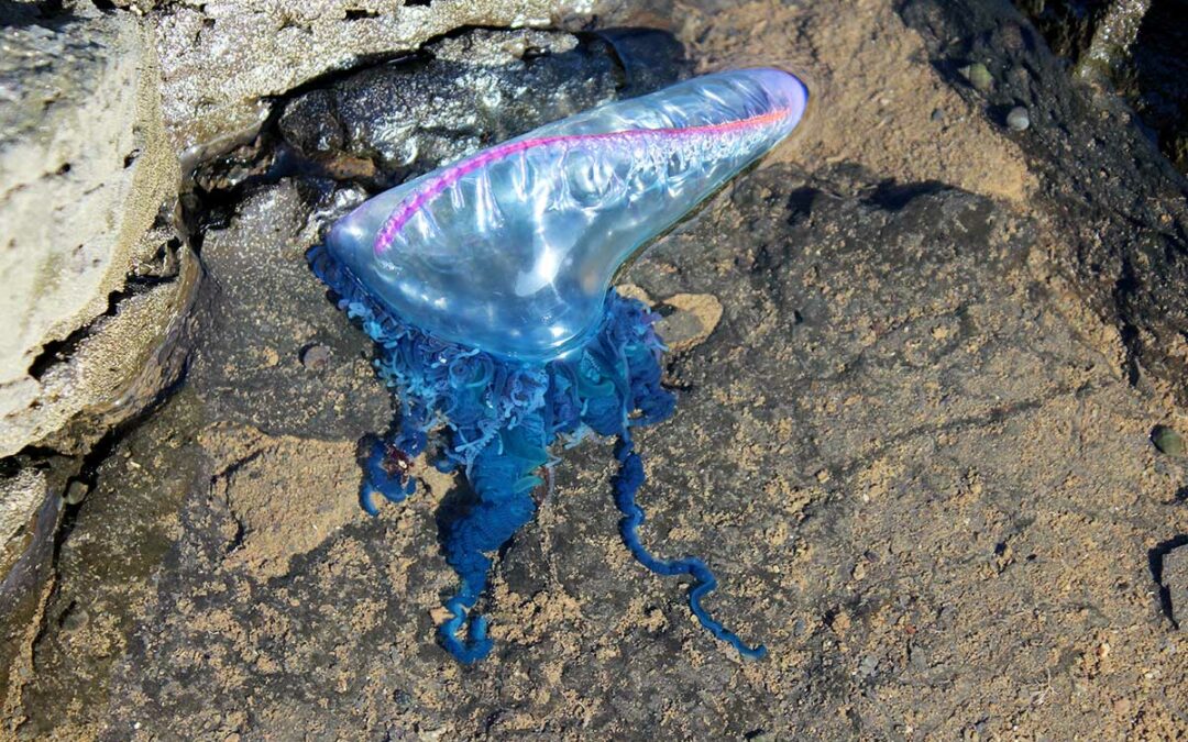 Nur mit gebührendem Abstand schön: die Portugiesische Galeere