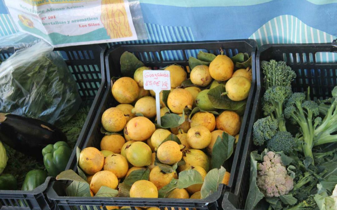 gelbe Guayaba und mehr frisches Saisonobst auf dem Bauernmarkt von Los Silos