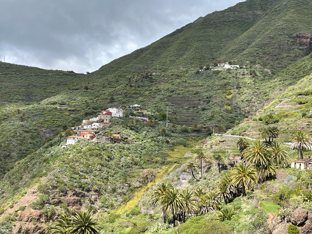 Vegetationszonen Teneriffa Sukkulentenbusch