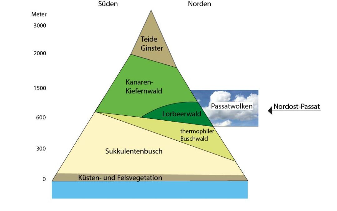 Schema Vegetationsstufen auf Teneriffa