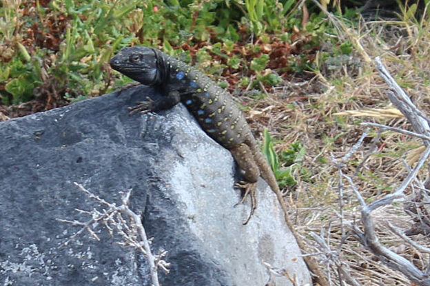 Eidechse Männchen sitzt auf einem Stein auf Teneriffauf