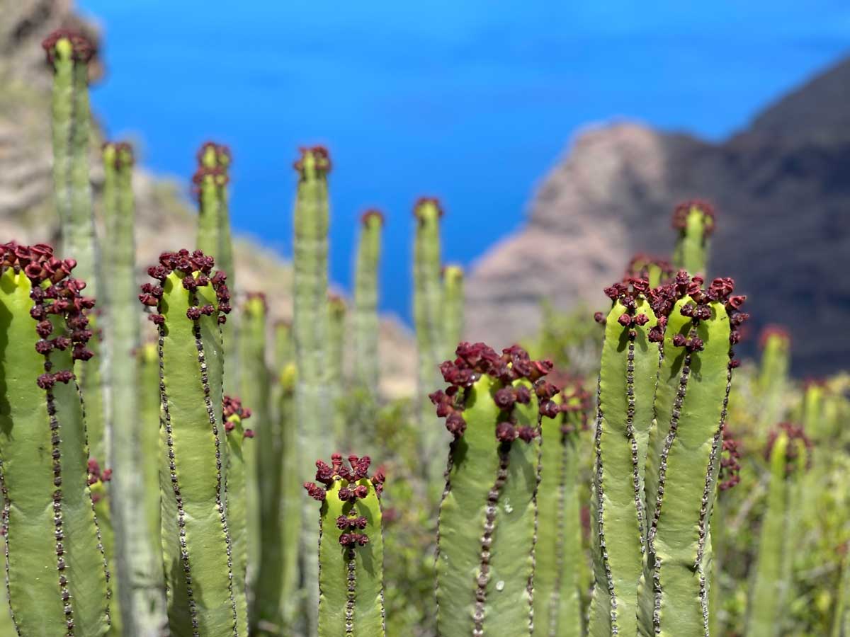 Die roten Blüten der Kanaren-Wolfsmilch auf Teneriffa