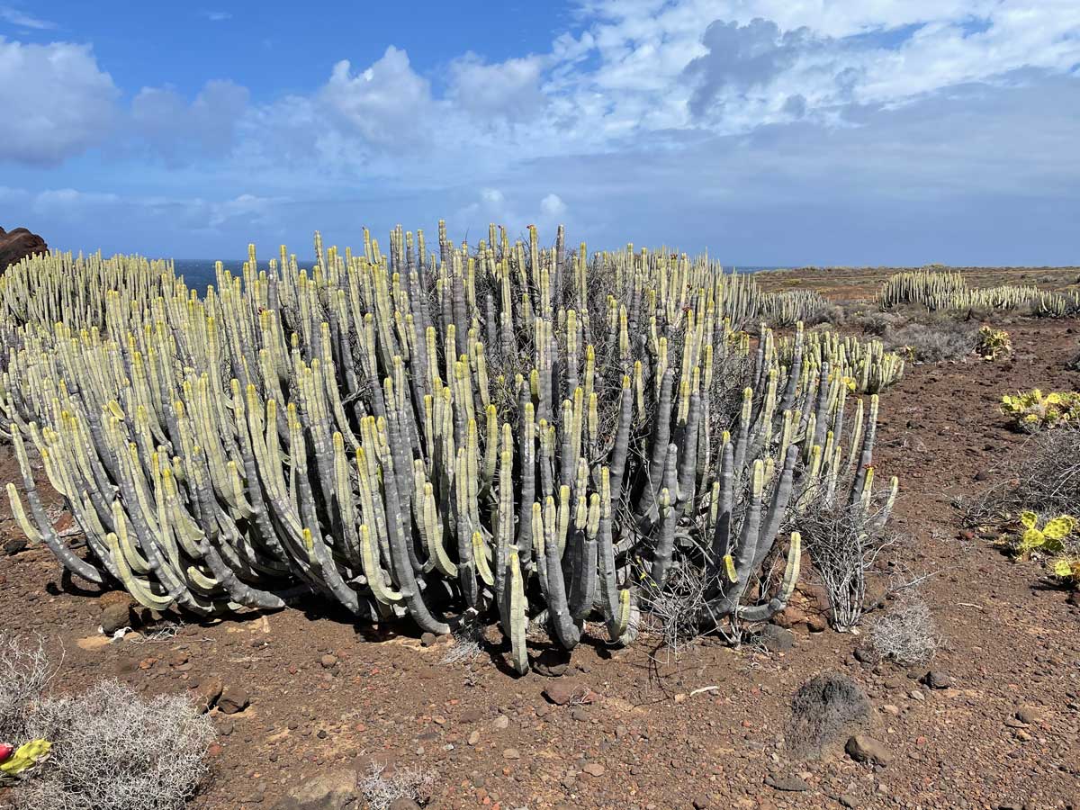 Ein alter Kanaren-Wolfsmilch auf Teneriffa