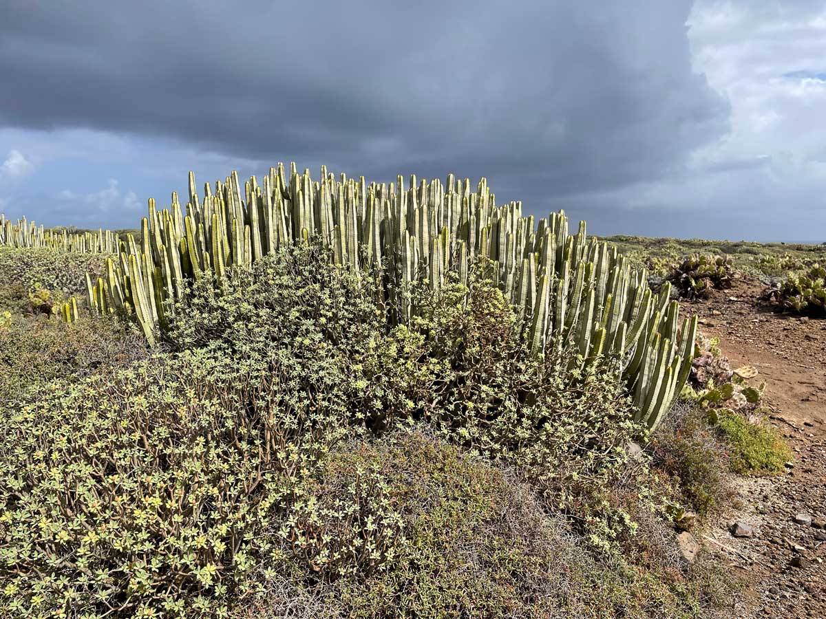 Kanaren-Wolfsmich und Tabaiba wachsen in trockener Umgebung auf Teneriffa