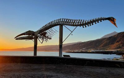 Nur in Los Silos: Walskelett mit Meer- und Teideblick