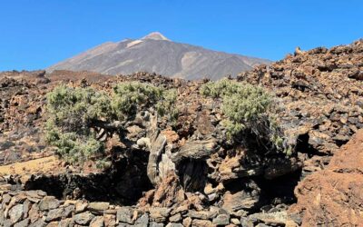 Wanderung zum Patriarch des Teide