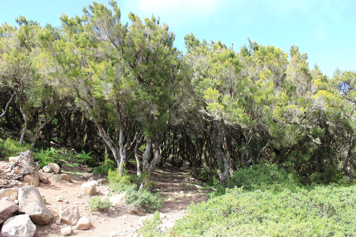 windgekrümmte Baumheide auf Teneriffa