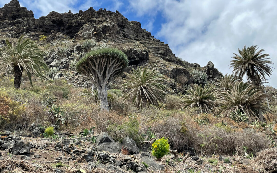 wilder Drachenbaum auf Teneriffa