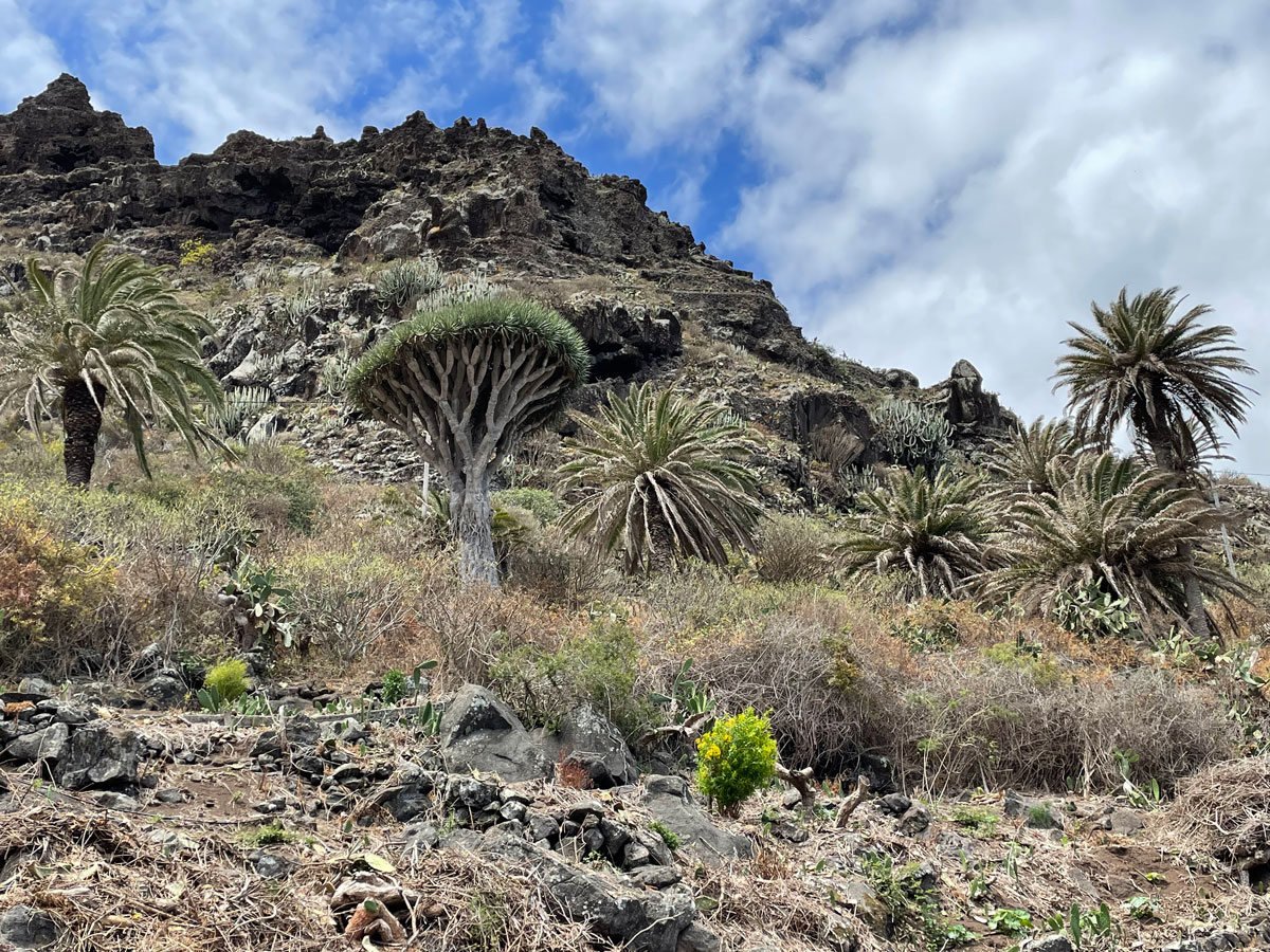 wilder Drachenbaum auf Teneriffa