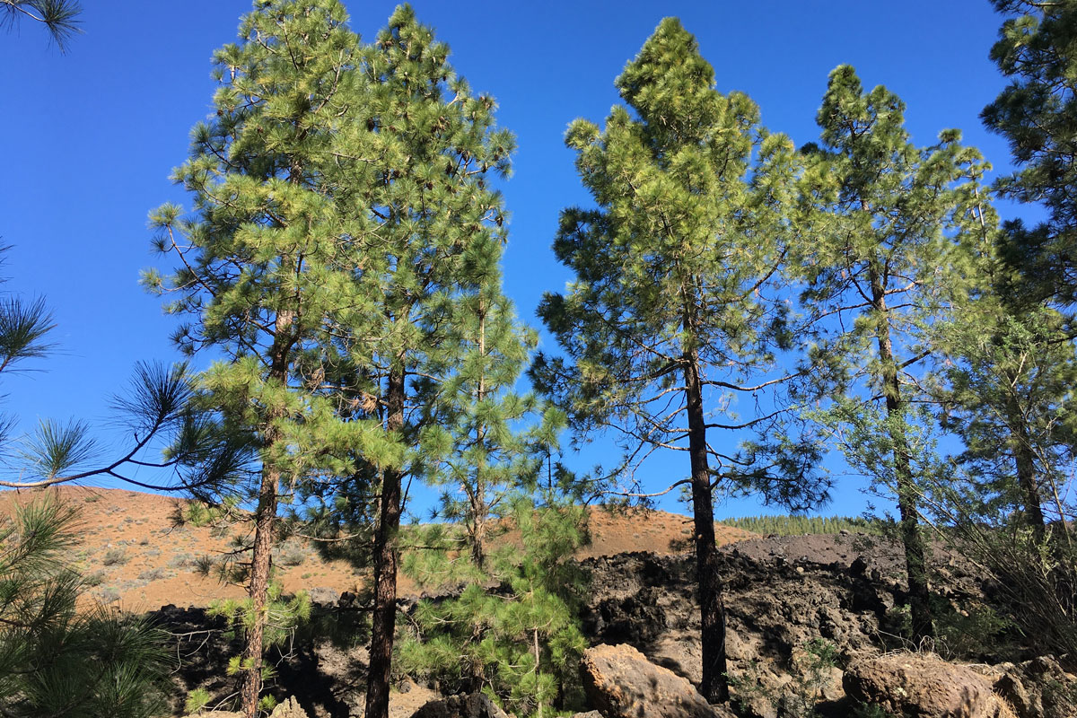 Buch Sitzeplätze in Flugrichtung links für einen Blick auf den Teide beim Landeanflug Teneriffa Reiseblog