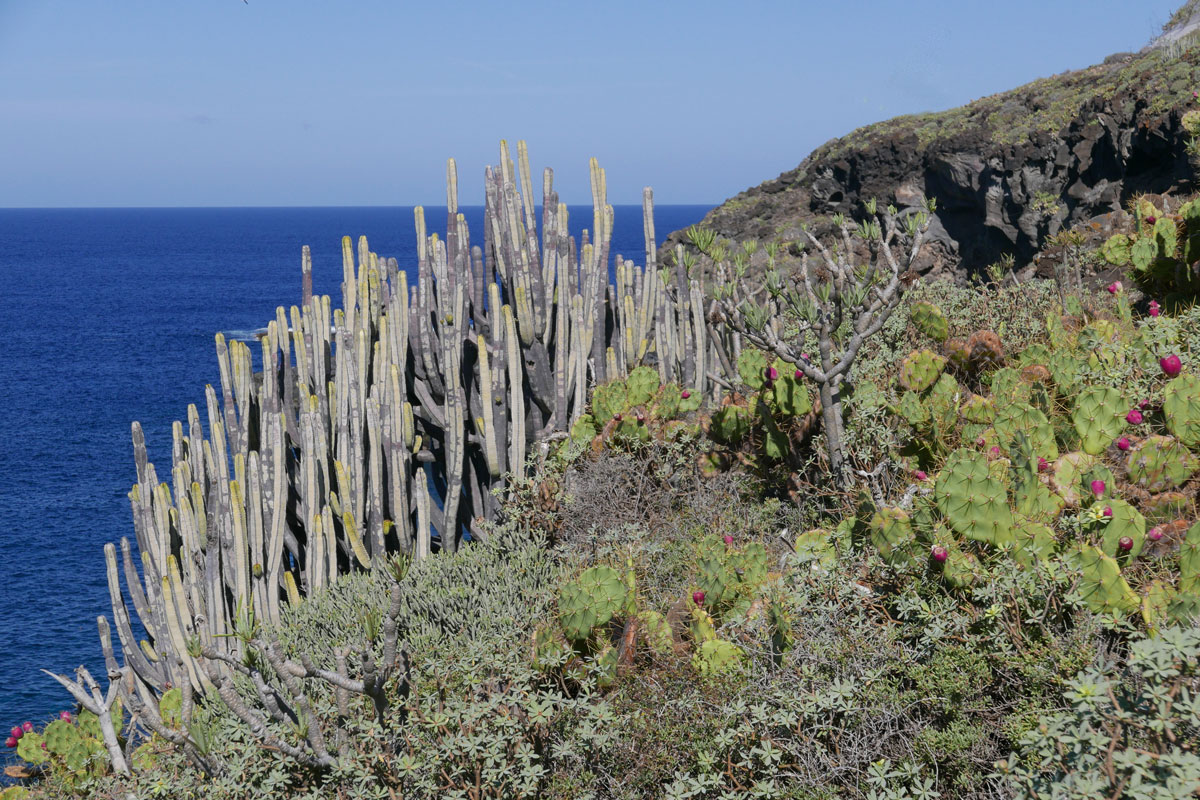 Vegetationszonen Teneriffa Cardon