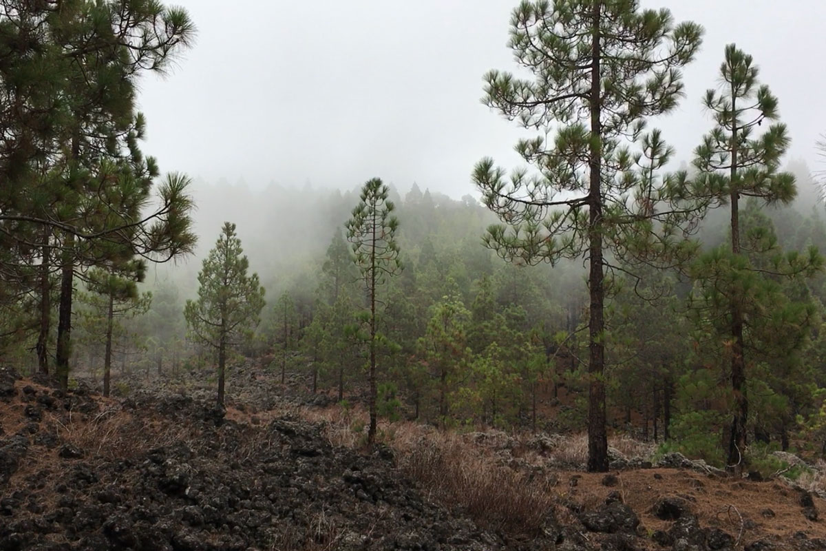 Vegetationszonen Teneriffa Kiefernwald