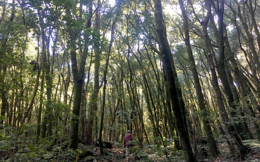 Wandern im Lorbeerwald auf Teneriffa