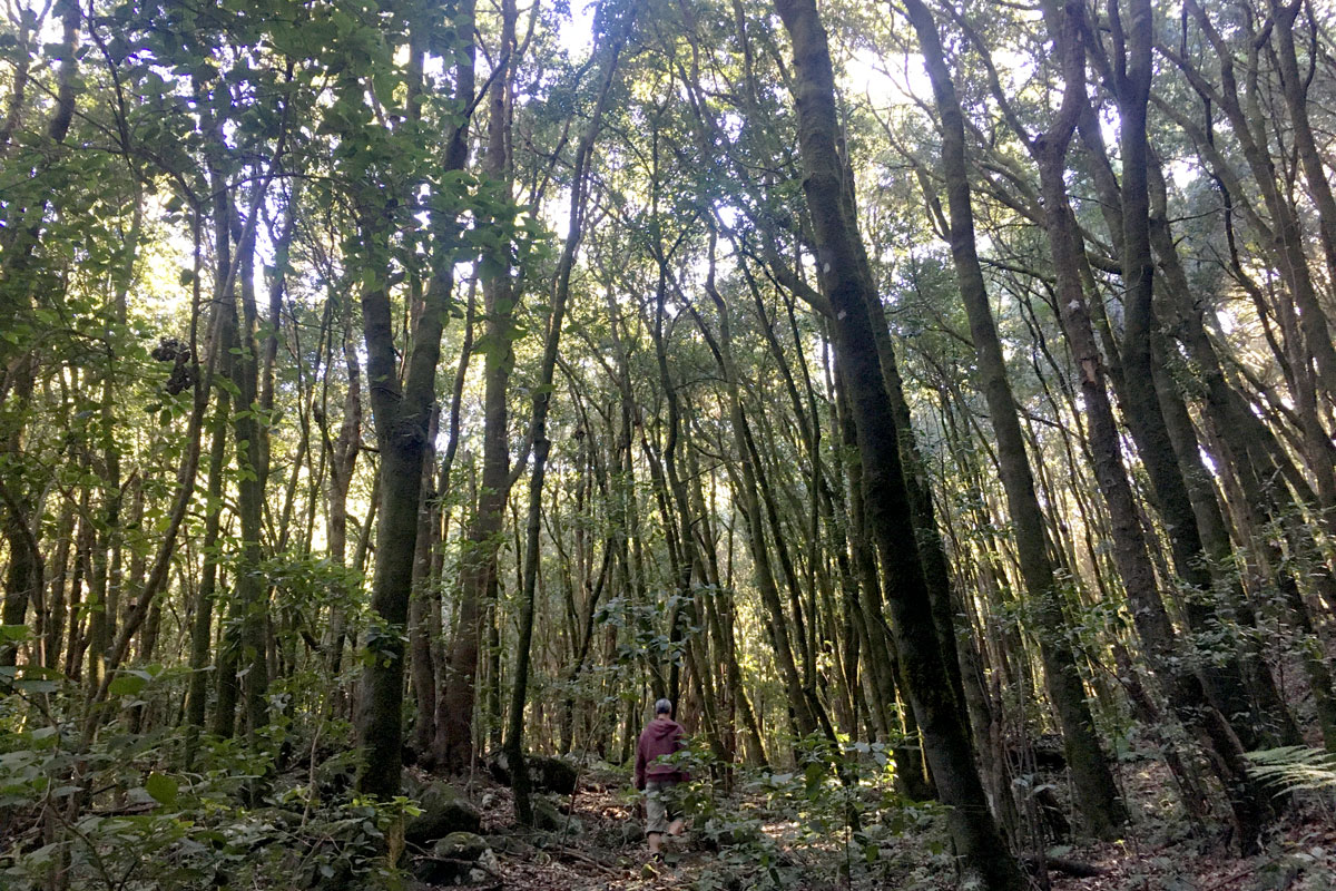 Wandern im Lorbeerwald auf Teneriffa