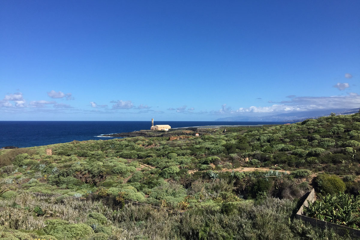 Vegetationszonen Teneriffa Sukkulentenbusch