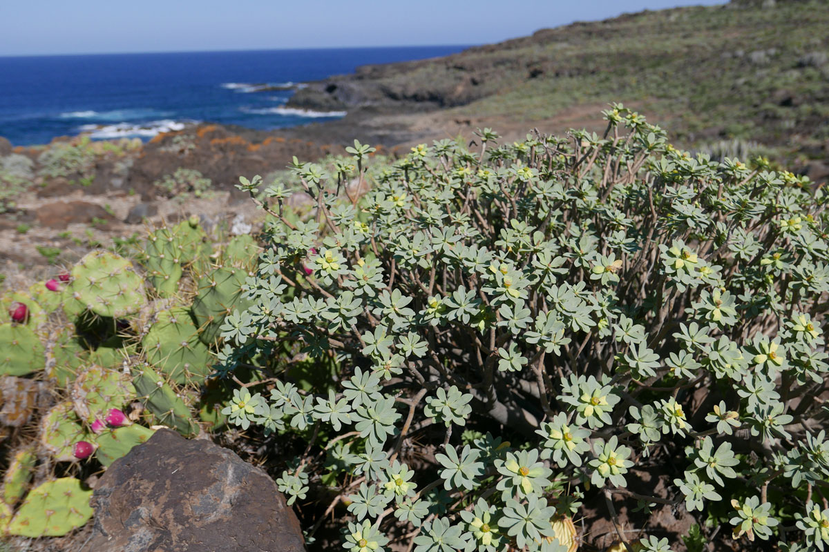 Vegetationszonen Teneriffa Tabaiba