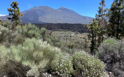 Der Teide Nationalpark, ein sensibles Ökosystem in Gefahr