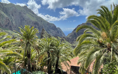 Die Palmen von Masca