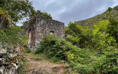 Rundwanderung: Los Silos – Cuevas Negras – Lorbeerwald – Las Moradas