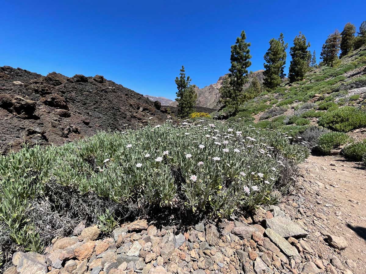 Buch Sitzeplätze in Flugrichtung links für einen Blick auf den Teide beim Landeanflug Teneriffa Reiseblog