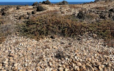 Rätselhafte Muschelhaufen an Teneriffas Küste