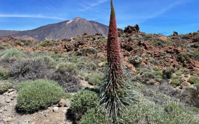 Rote Tajinasten auf Teneriffa: Wann sie blühen und wo du sie findest