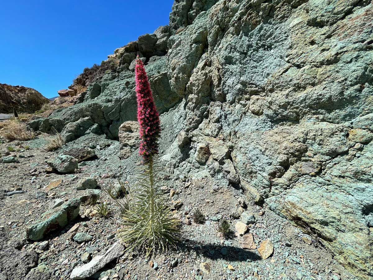 Eine Tajinaste vor der Azulejos Formation am Teide