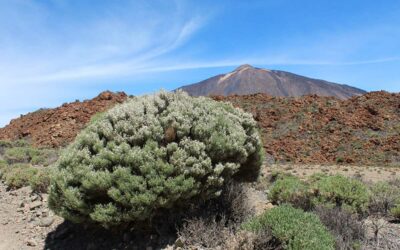 Die Vegetationszone über den Wolken auf Teneriffa