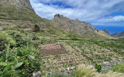 Los Carrizales oder Zweizwiebeldorf