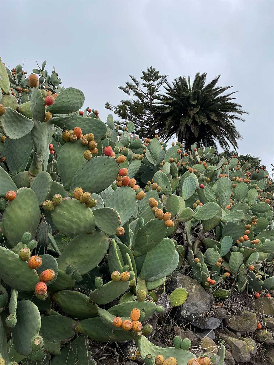 Feigenkakteen auf Teneriffa