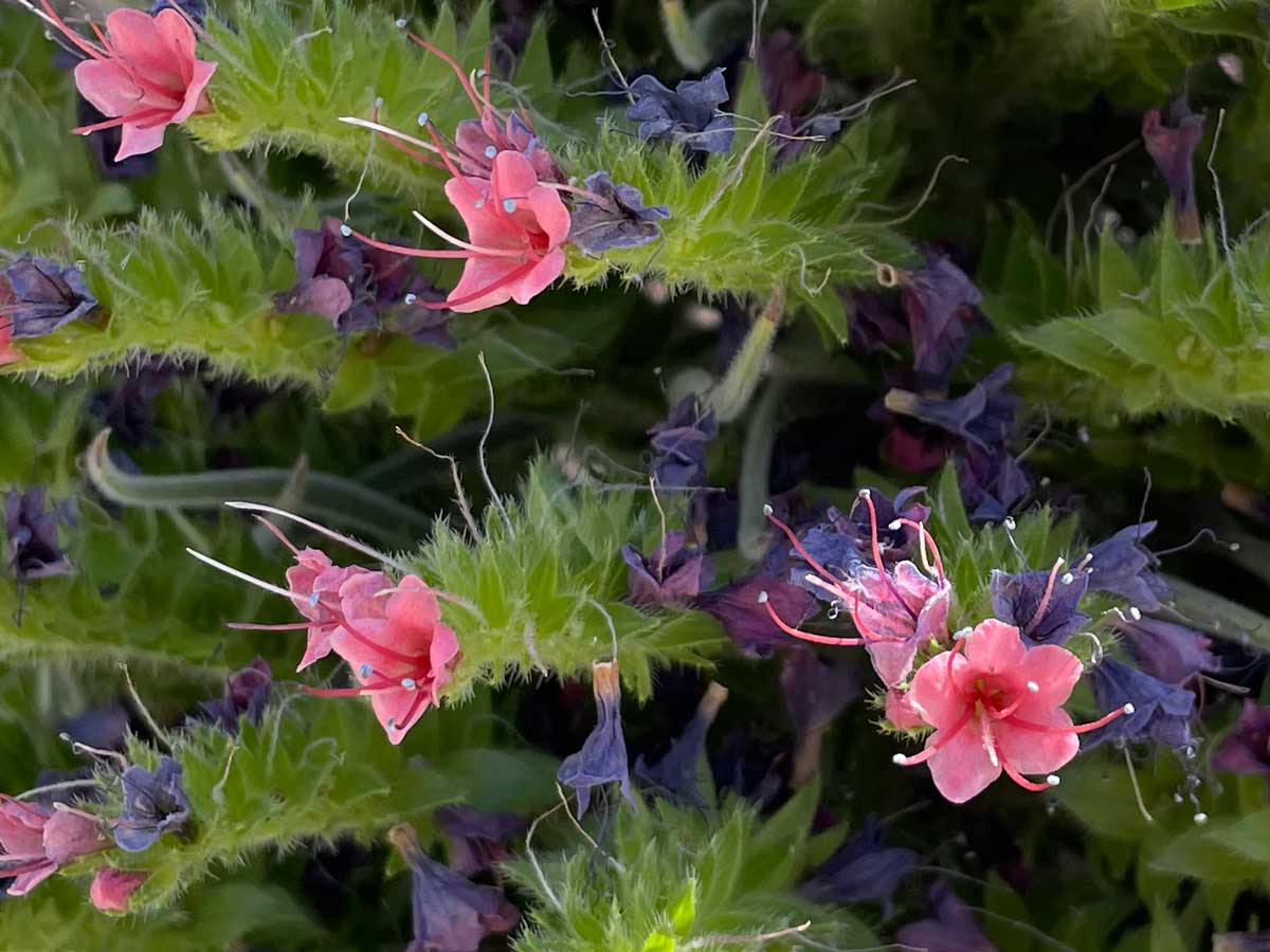 blueten-tajinaste-teide Aus den roten trichterförmigen Blüten der Tajinasten ragen blaue Staubbeutel heraus.