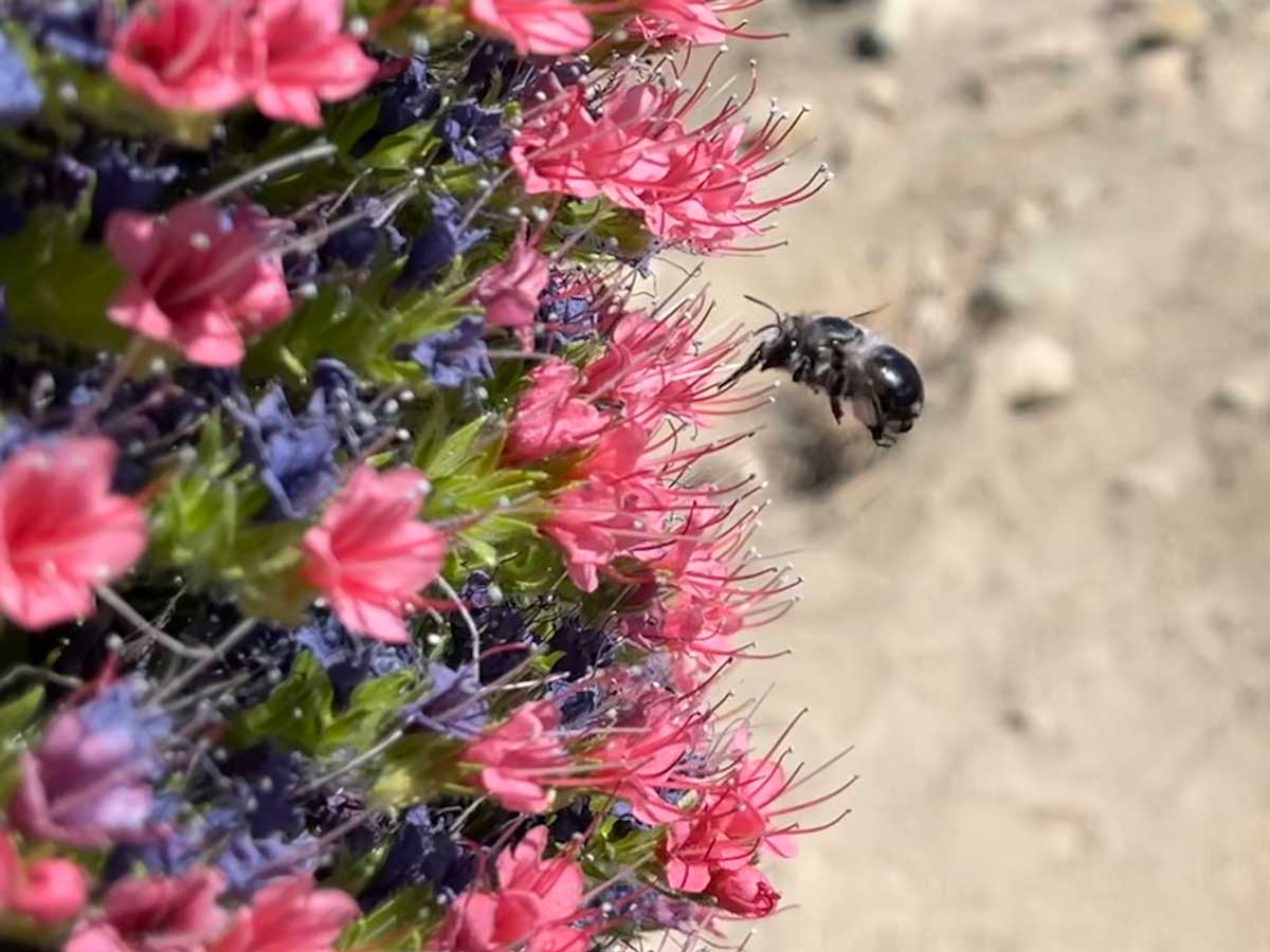 tajinaste-biene-teide