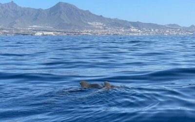 Whale Watching auf Teneriffa