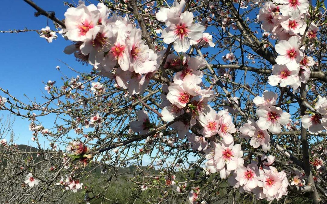 Mandelblüte auf Teneriffa: Beste Reisezeit, Orte und Wanderungen