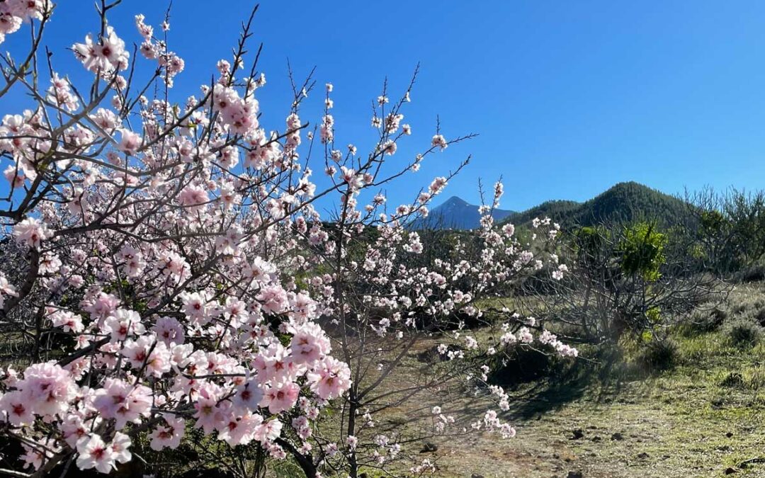 Faszination Mandelbäume auf Teneriffa – Wissenswertes und Hintergründe