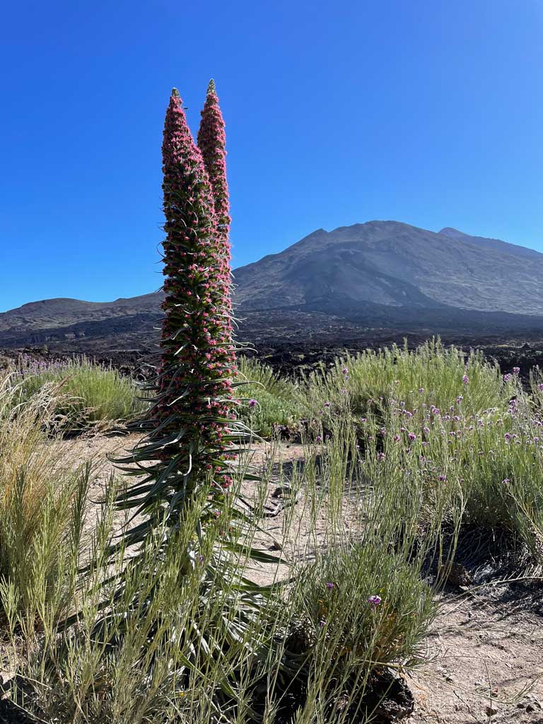 tajinaste-wanderung-teide