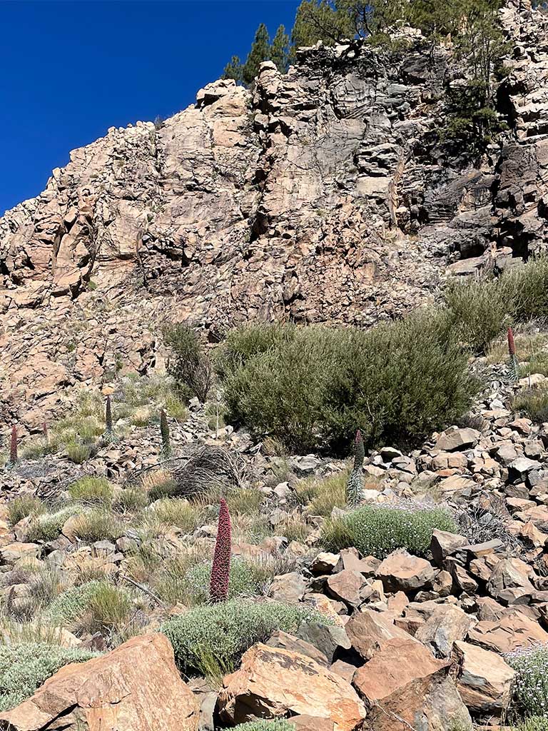 teneriffa-roter-natterkopf