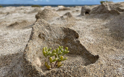 Kleine Zeugen eines gewaltigen Erdbebens: die Sandvulkane von El Médano