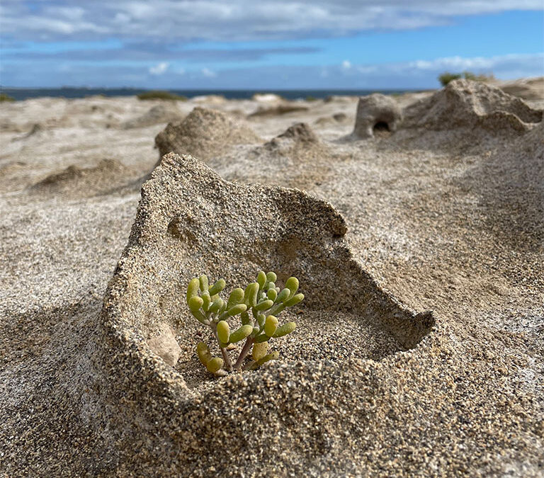 Kleine Zeugen eines gewaltigen Erdbebens: die Sandvulkane von El Médano
