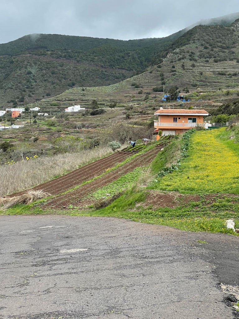 Felder-El-Palmar Ein Versammlungsort der Guanchen im Tenogebirge von Teneriffa