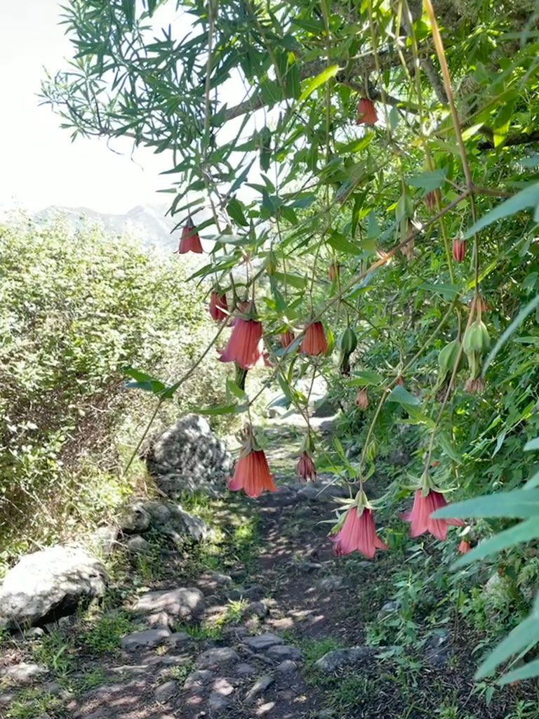 kanarische-glockenblume Ein Versammlungsort der Guanchen im Tenogebirge von Teneriffa