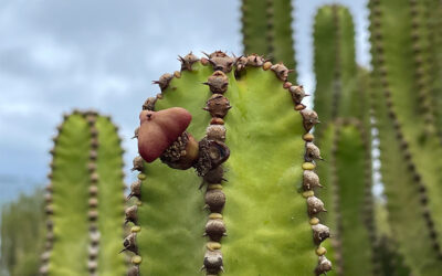 Spektakulärer Fund auf Teneriffa: fossile Kanaren-Wolfsmilch